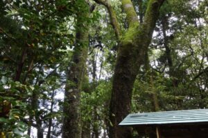 「写真の説明」　新名爪八幡神社の写真10