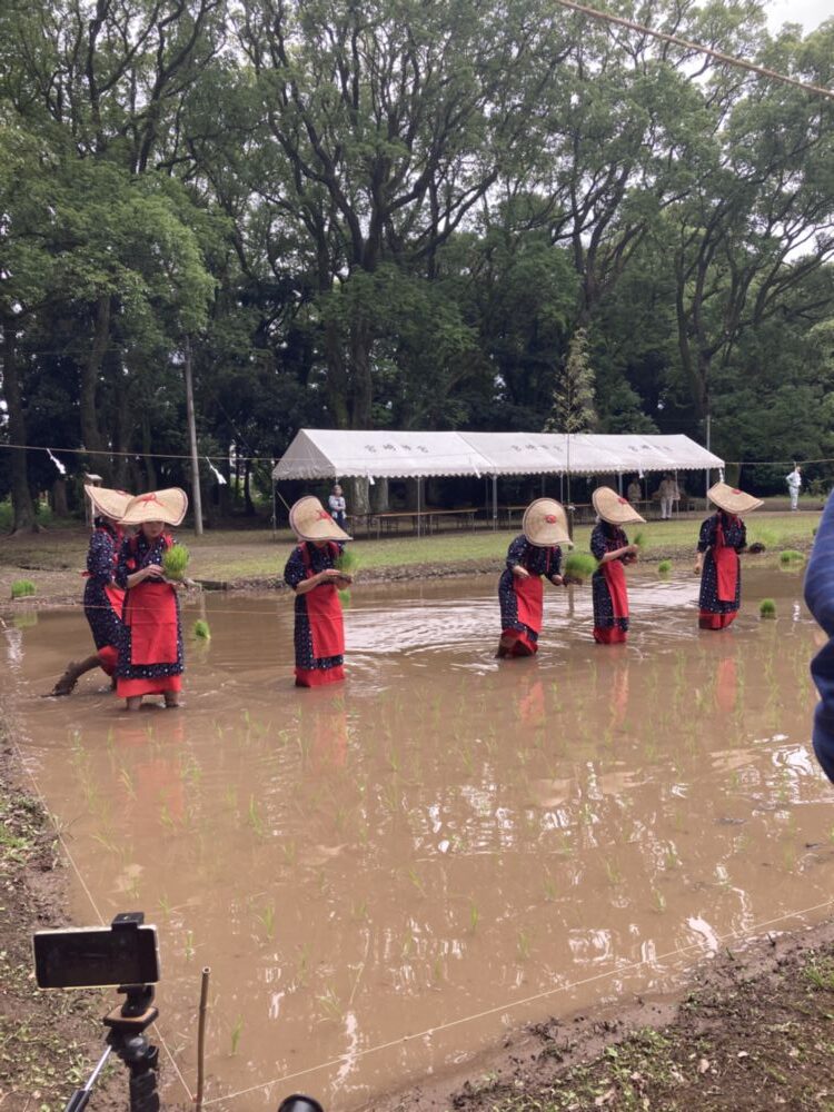 「写真の説明」　宮崎神宮のお田植祭の田植の写真